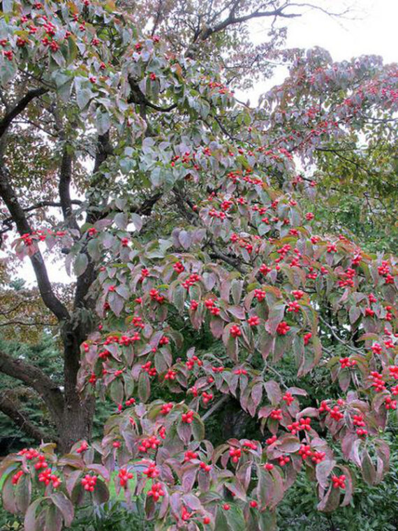 Cornus florida