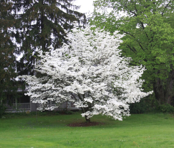 Cornus florida - Image 4