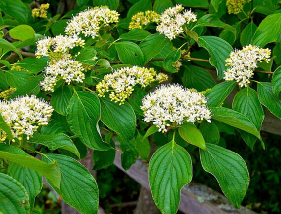 Cornus alternifolia