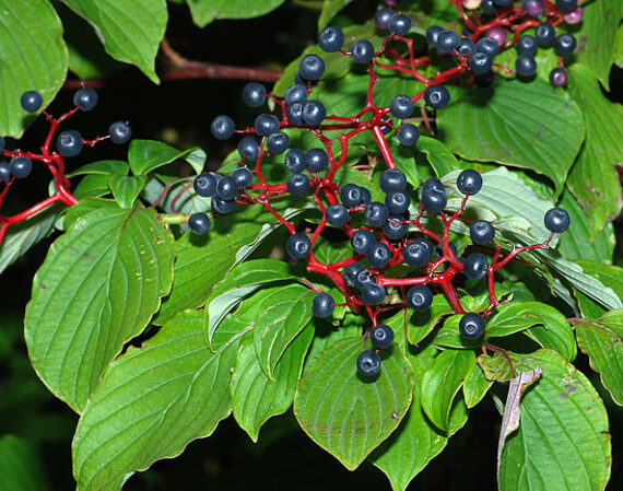 Cornus alternifolia - Image 2