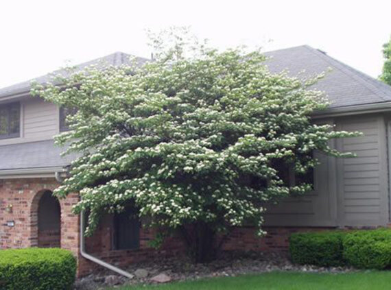 Cornus alternifolia - Image 4