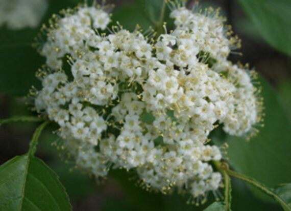 KALINA KANADYJSKA Viburnum lentago - obrazek 4