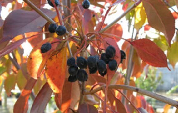 KALINA KANADYJSKA Viburnum lentago - obrazek 2