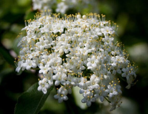 Viburnum prunifolium - Image 2