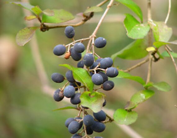 Viburnum prunifolium - Image 3