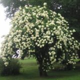Viburnum prunifolium