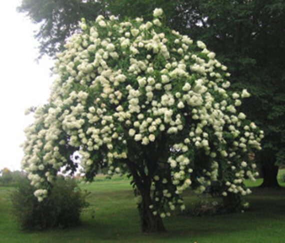 Viburnum prunifolium