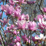 Magnolia soulangeana