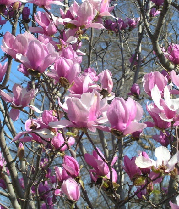 Magnolia soulangeana