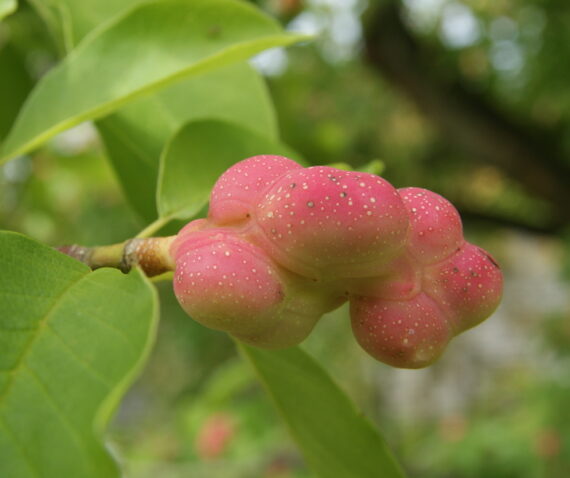Magnolia soulangeana - Image 4
