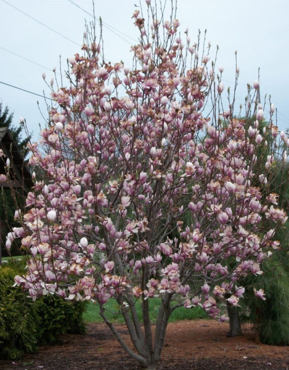 Magnolia soulangeana - Image 3