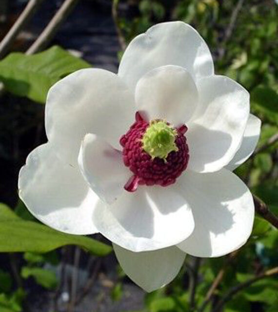 Magnolia sieboldii - Image 3
