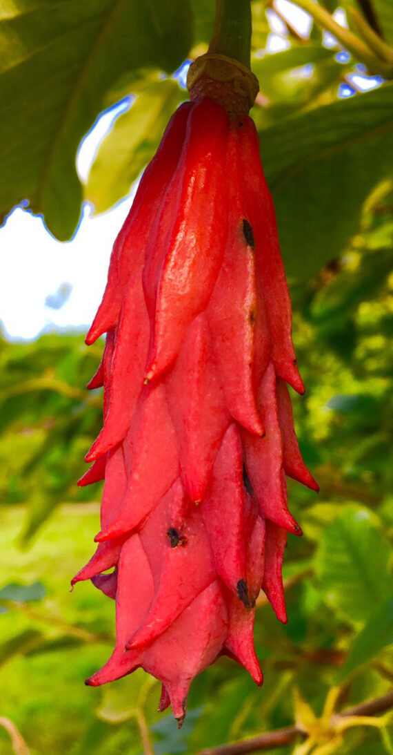 Magnolia sieboldii