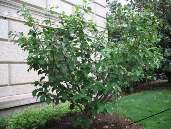 Magnolia sieboldii - Image 4