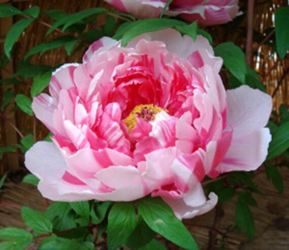 PEONIA DRZEWIASTA Paeonia suffruticosa - obrazek 3
