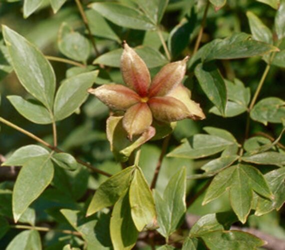 PEONIA DRZEWIASTA Paeonia suffruticosa - obrazek 2