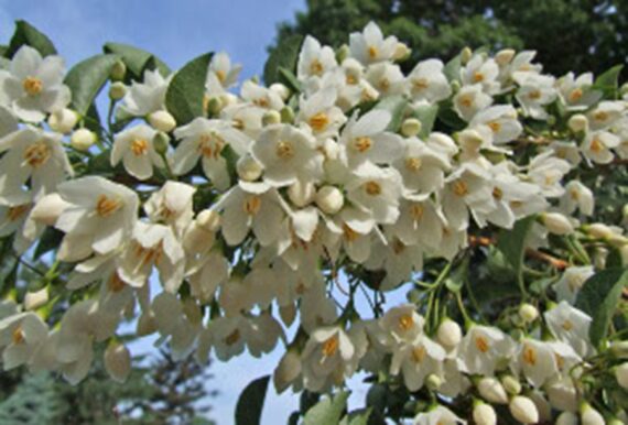 Styrax japonica - Image 2