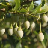 Styrax japonica