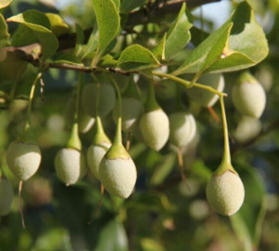 Styrax japonica