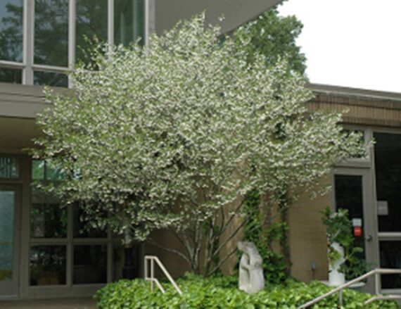 Styrax japonica - Image 4