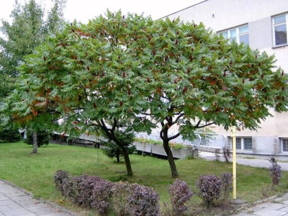 Rhus thypina