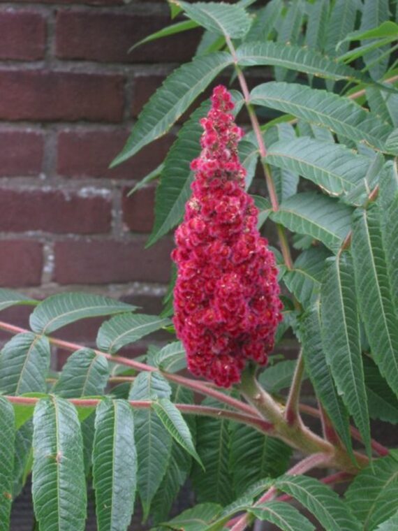 Rhus thypina - Image 3