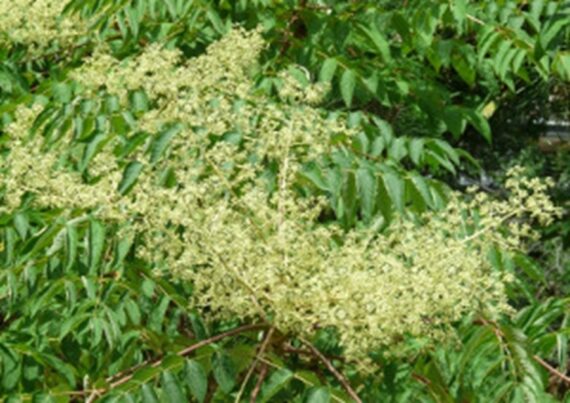 Aralia chinensis - Image 3