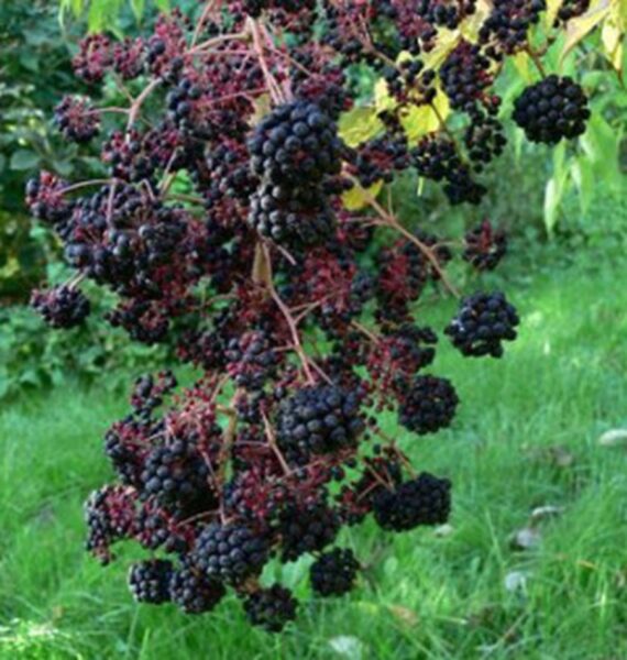 Aralia chinensis - Image 4