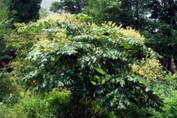 Aralia chinensis