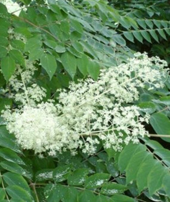 Aralia elata - Image 2