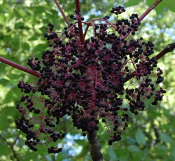 Aralia elata - Image 4