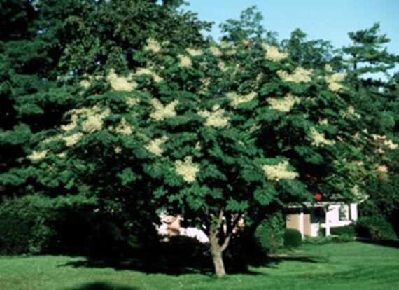 Aralia elata