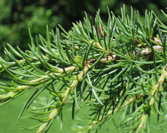 Cedrus libani - Image 3