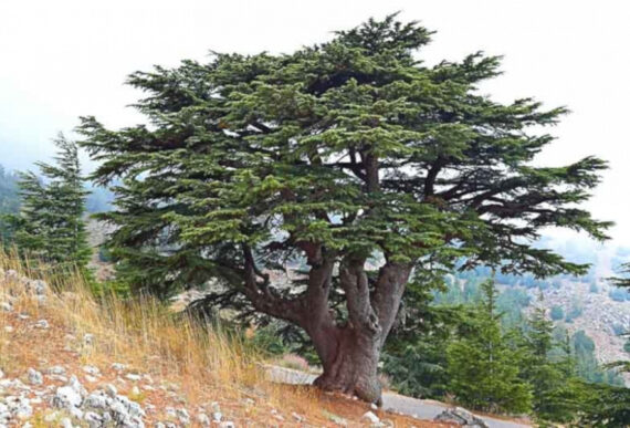 Cedrus libani - Image 4