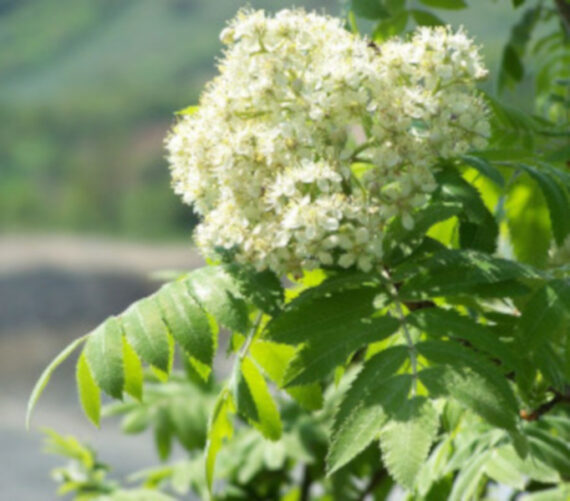 Sorbus domestica - Image 2