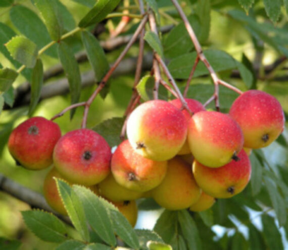 Sorbus domestica