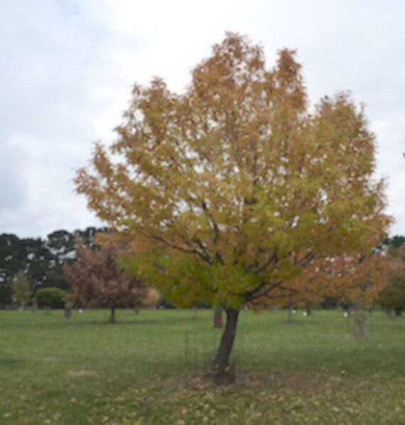 Sorbus domestica - Image 4