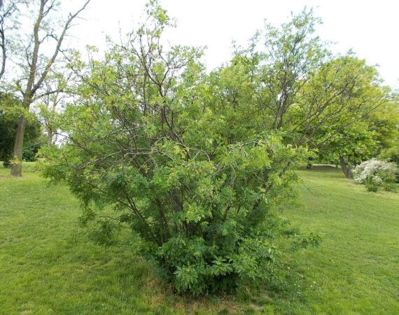  - Image 4