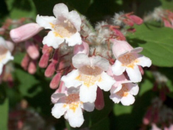 Kolkwitzia amabilis