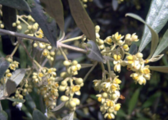Olea europea - Image 4