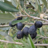 Olea europea