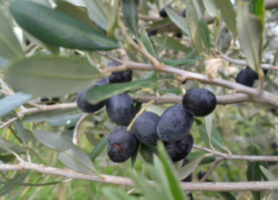 Olea europea