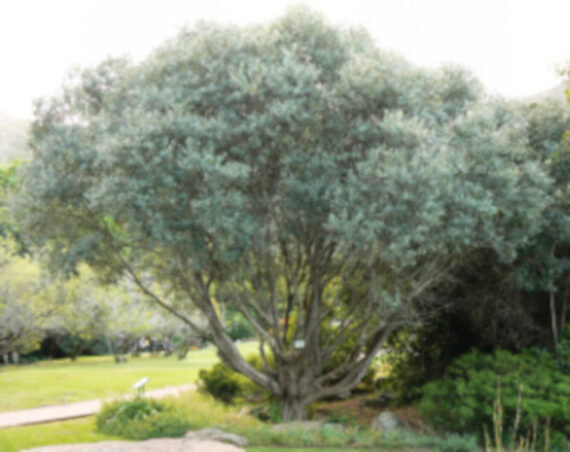 Olea europea - Image 2