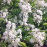 Clematis vitalba