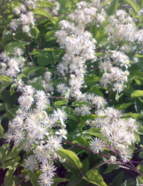 Clematis vitalba