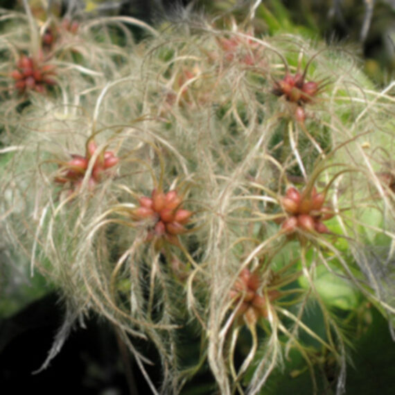 Clematis vitalba - Image 3