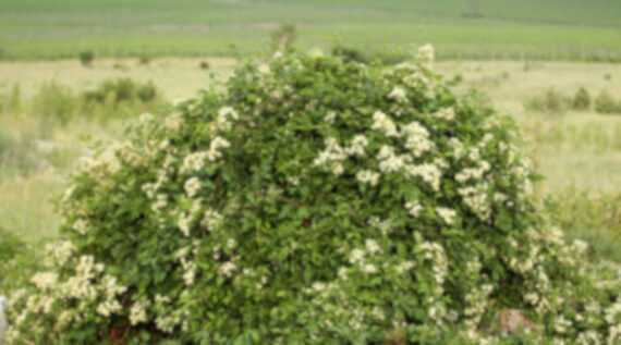 Clematis vitalba - Image 4