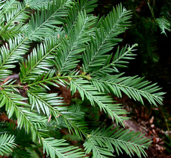 Sequoia sempervirens - Image 2