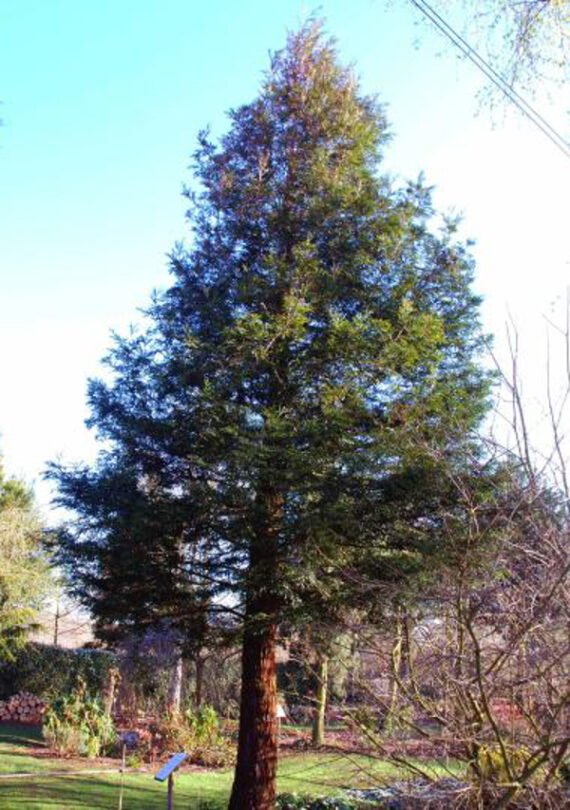 Sequoia sempervirens
