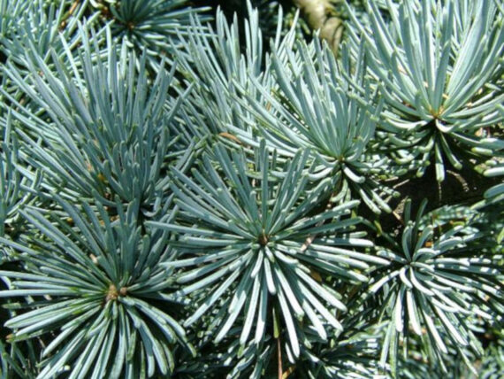 Cedrus atlantica - Image 3